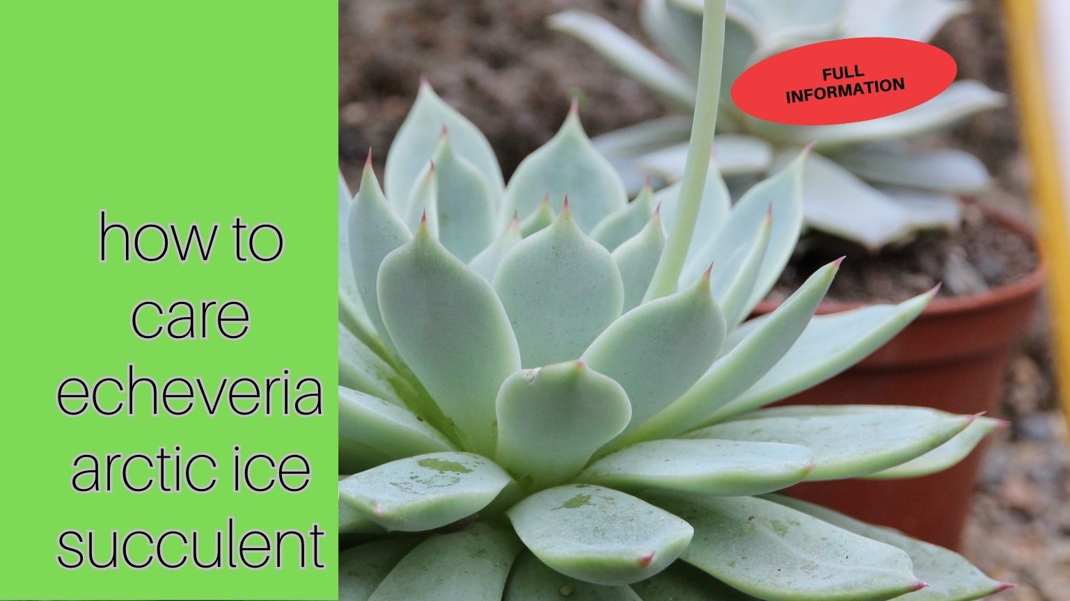 how-to-care-echeveria-ice-succulent