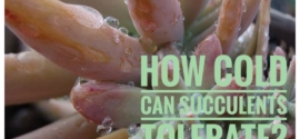 How Cold Can Succulents Tolerate?