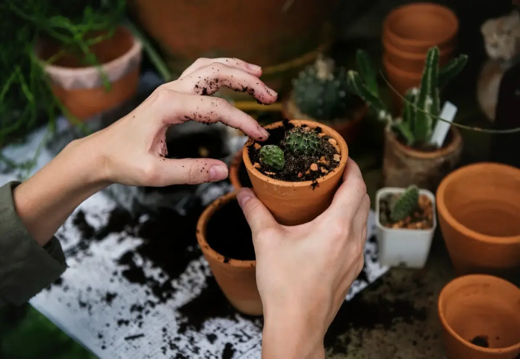 how-to-repot-succulents